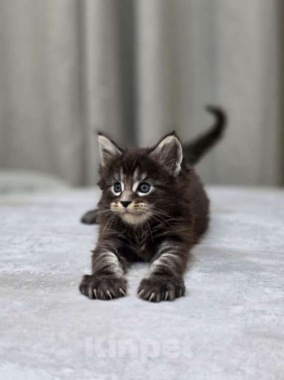 Кошки в Москве: Мальчик 2 помет D Мальчик, 65 000 руб. - фото 6