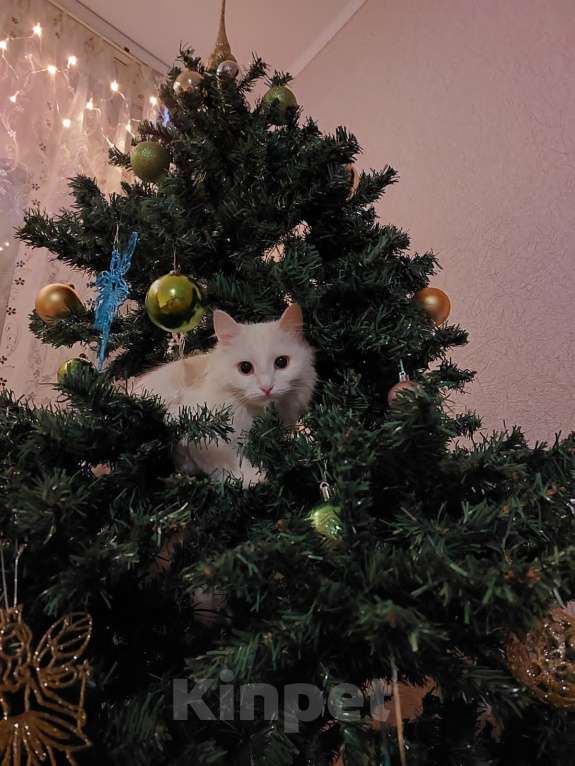 Кошки в Оренбурге: Ева ищет добрых хозяев Девочка, Бесплатно - фото 1