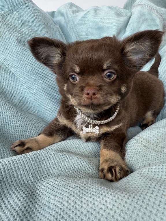 Собаки в других городах Московской области: Мальчик чихуахуа  Мальчик, 50 000 руб. - фото 4