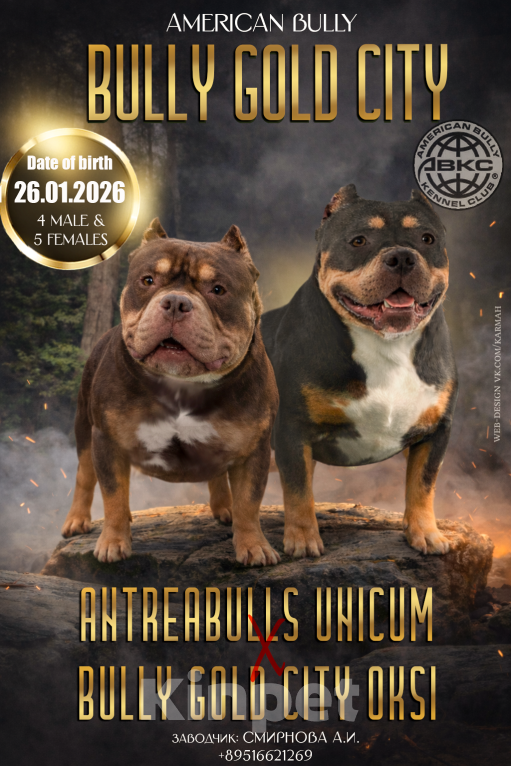 Собаки в Санкт-Петербурге: Американский булли, щенок Мальчик, 60 000 руб. - фото 2