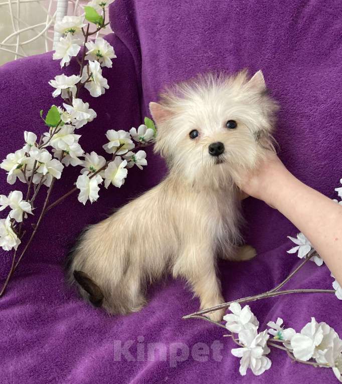 Собаки в Москве: Йорк мини девочка золотая игривая Девочка, 70 000 руб. - фото 9