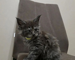 Кошки в Новосибирске: Котёнок мейн-кун Девочка, 30 000 руб. - фото 3