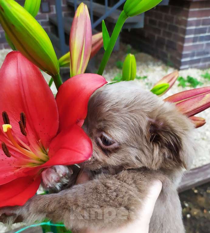 Собаки в Москве: Лиловая дш девочка чихуахуа  Девочка, 60 000 руб. - фото 8