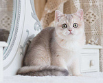 Кошки в Москве: Британская девочка Аура Девочка, 100 000 руб. - фото 7