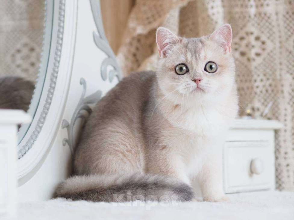 Кошки в Москве: Британская девочка Аура Девочка, 100 000 руб. - фото 7