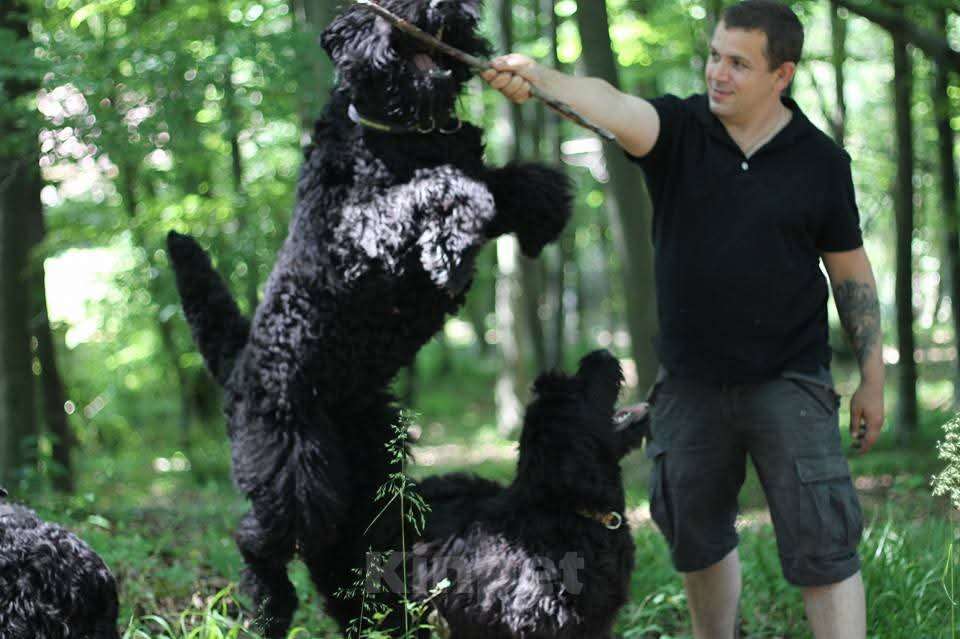Собаки в Апшеронске: Русский Черный  Терьер щенки  Мальчик, 60 000 руб. - фото 1