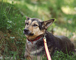 Собаки в Клине: Нежная Люси Девочка, Бесплатно - фото 2