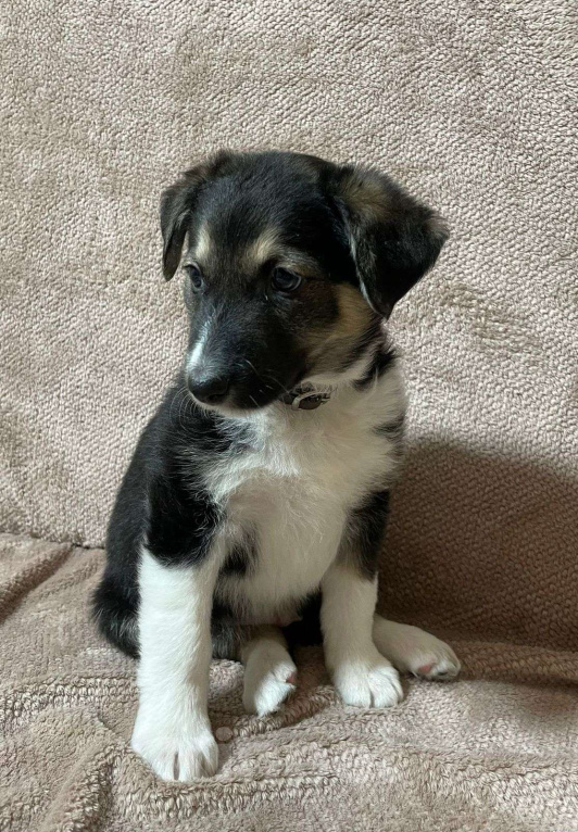 Собаки в Новосибирске: Щенок в добрые руки  Мальчик, Бесплатно - фото 3