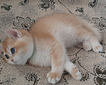 Кошки в Махачкале: Золотой мальчик ny 12 Мальчик, 35 000 руб. - фото 8