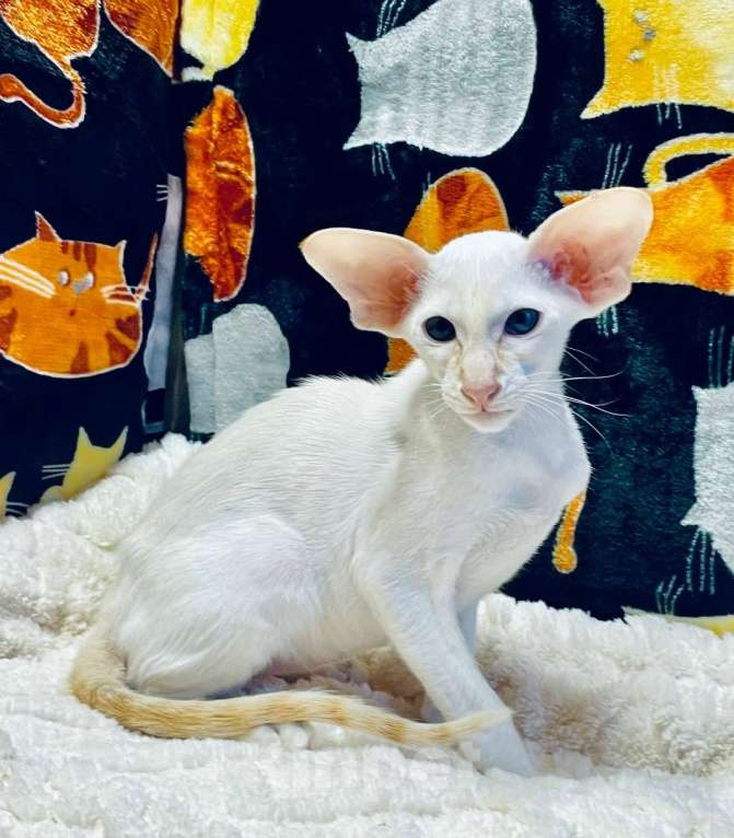 Кошки в Перми: ориентальный котенок Мальчик, 70 000 руб. - фото 3