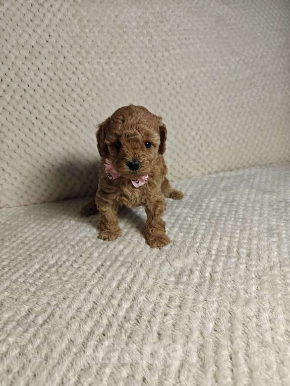 Собаки в Подольске: Щенок той пуделя ркф Мальчик, 100 000 руб. - фото 2