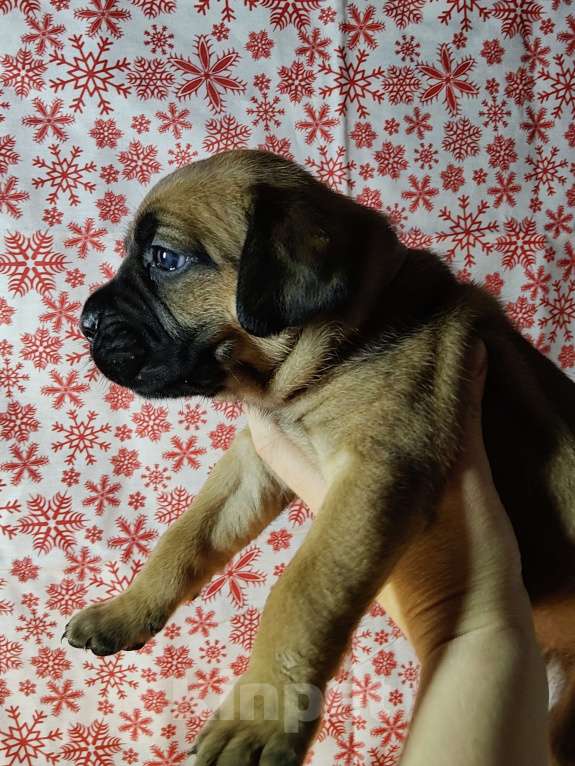 Собаки в других городах Краснодарского края: Кане-Корсо, щенок Девочка, 20 000 руб. - фото 4