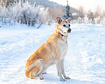 Собаки в Москве: Самый лучший компаньон, добрая, спокойная собачка Бренди в добрые руки Девочка, 10 руб. - фото 6