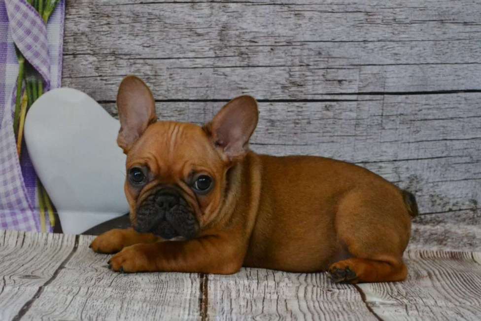 Собаки в Ореховом-Зуево: Огненный парень Мальчик, 85 000 руб. - фото 2