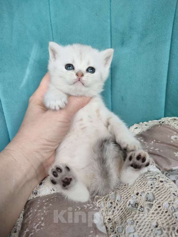 Кошки в Воронеже: Манчкин Лонг девочка Девочка, 10 000 руб. - фото 2