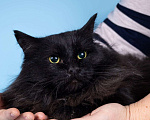 Кошки в Москве: Пушистый чёрный кот Чарли в добрые руки Мальчик, 1 руб. - фото 1