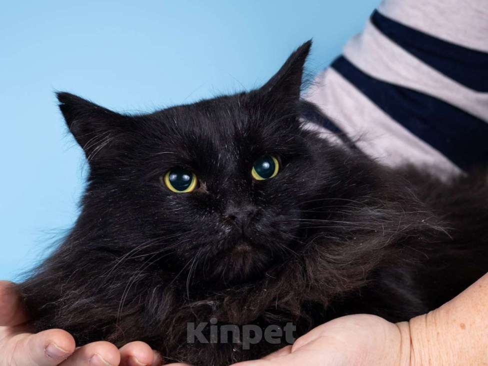 Кошки в Москве: Пушистый чёрный кот Чарли в добрые руки Мальчик, 1 руб. - фото 1