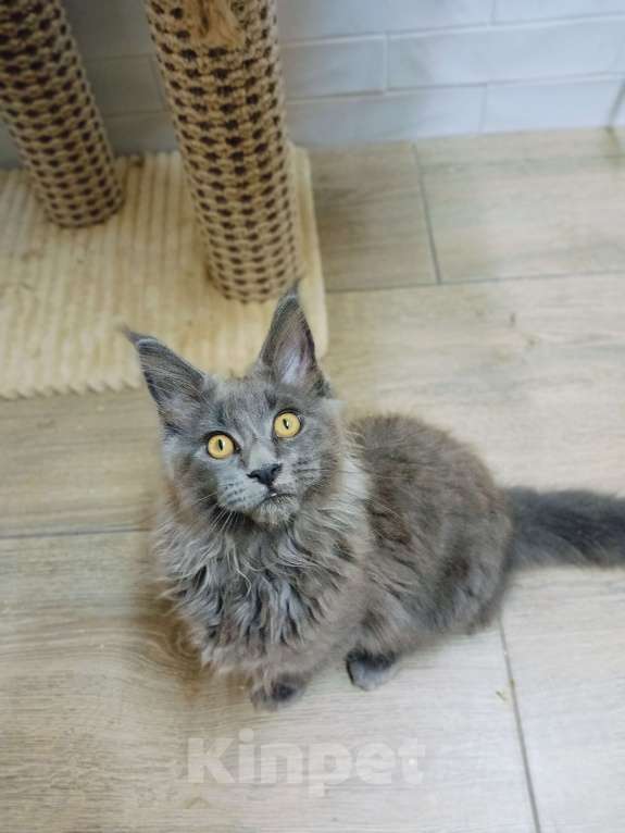 Кошки в Краснодаре: Кошечка мейн-кун Девочка, 30 000 руб. - фото 3