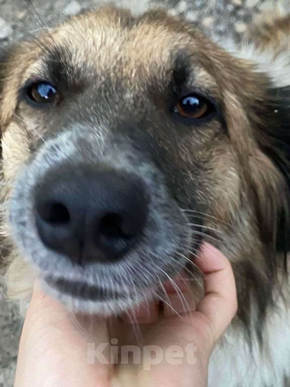 Собаки в Краснодаре: Собака в добрые руки Мальчик, Бесплатно - фото 4