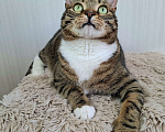 Кошки в Москве: Бруни будет на выставке-пристройстве в Москве Мальчик, Бесплатно - фото 5