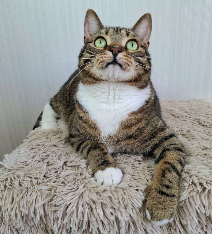 Кошки в Москве: Бруни будет на выставке-пристройстве в Москве Мальчик, Бесплатно - фото 5