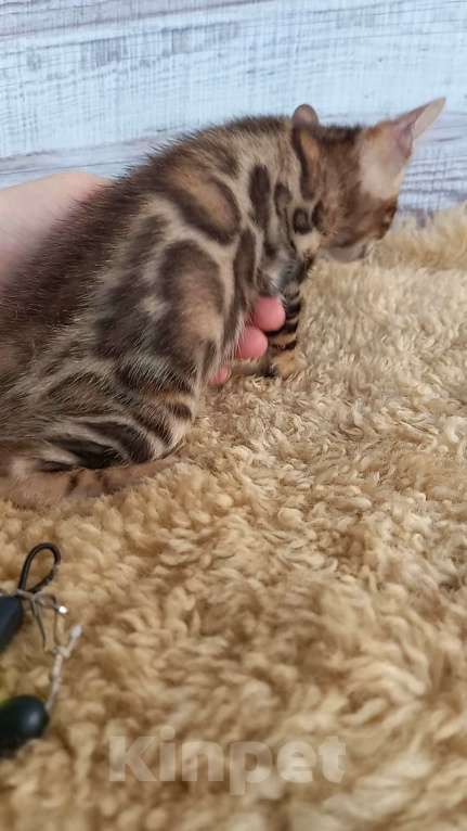Кошки в Москве: Бенгальский котёнок  Мальчик, 30 000 руб. - фото 3