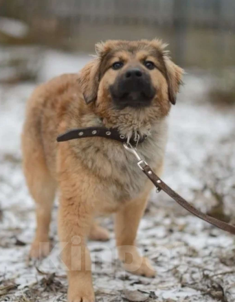 Собаки в других городах Московской области: Щенята добрые руки Мальчик, Бесплатно - фото 2