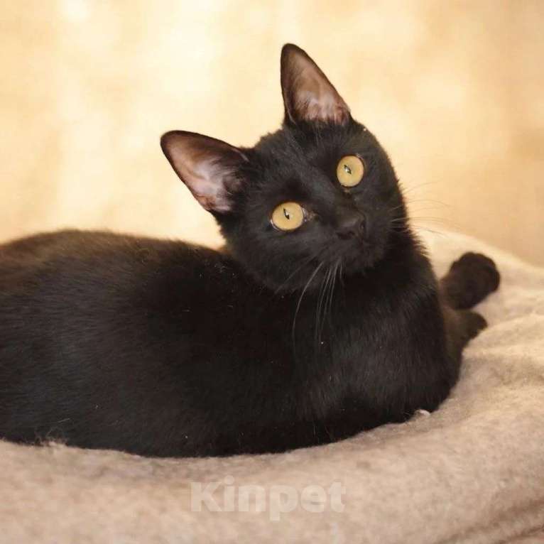 Кошки в Люберцах: Милочка озорная девчонка ищет своих мампап Девочка, Бесплатно - фото 2