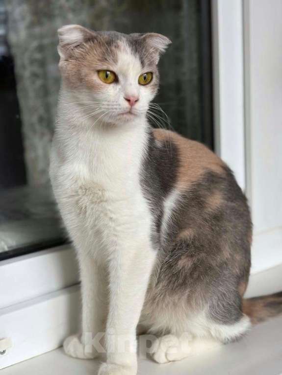 Кошки в Москве: Породистой кошечке грозит улица! Срочный поиск дома! Девочка, Бесплатно - фото 2