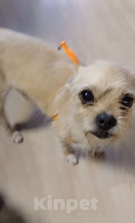 Собаки в Москве: Найдена собака Девочка, Бесплатно - фото 6