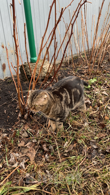 Кошки в других городах Свердловской области: Потерялась кошка Девочка, 100 000 руб. - фото 2