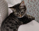 Кошки в Краснодаре:   Отдам котёнка в добрые руки Девочка, Бесплатно - фото 4