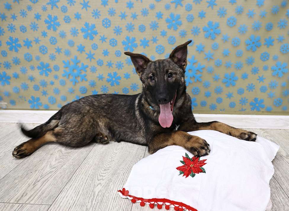 Собаки в Москве: Метис бельгийской овчарки (малинуа) бесплатно в Москве Девочка, Бесплатно - фото 8