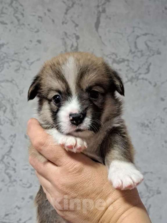 Собаки в Волгодонске: Щенки Вельш Корги Пемброк Разнополые, Бесплатно - фото 9
