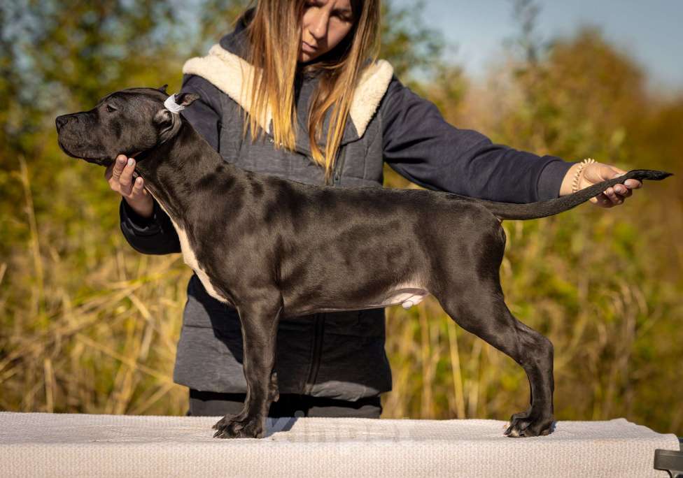 Собаки в Санкт-Петербурге: Щенки - Прайтер Мальчик, 75 000 руб. - фото 8
