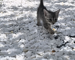 Кошки в Геленджике: Котёнок Чаузи Мальчик, 30 000 руб. - фото 2