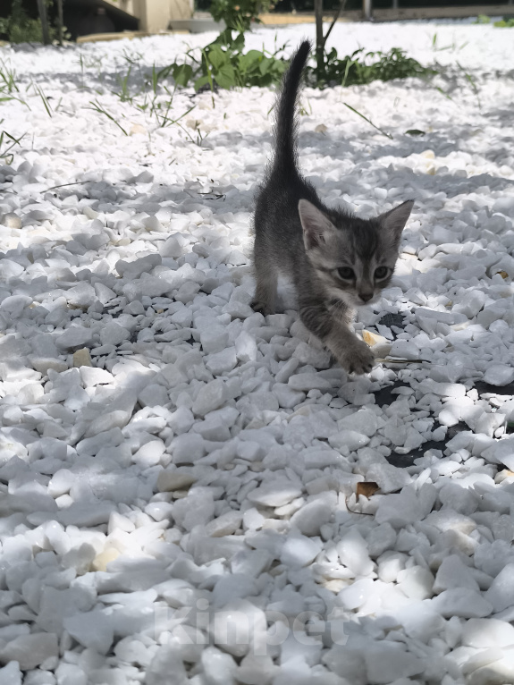 Кошки в Геленджике: Котёнок Чаузи Мальчик, 30 000 руб. - фото 2