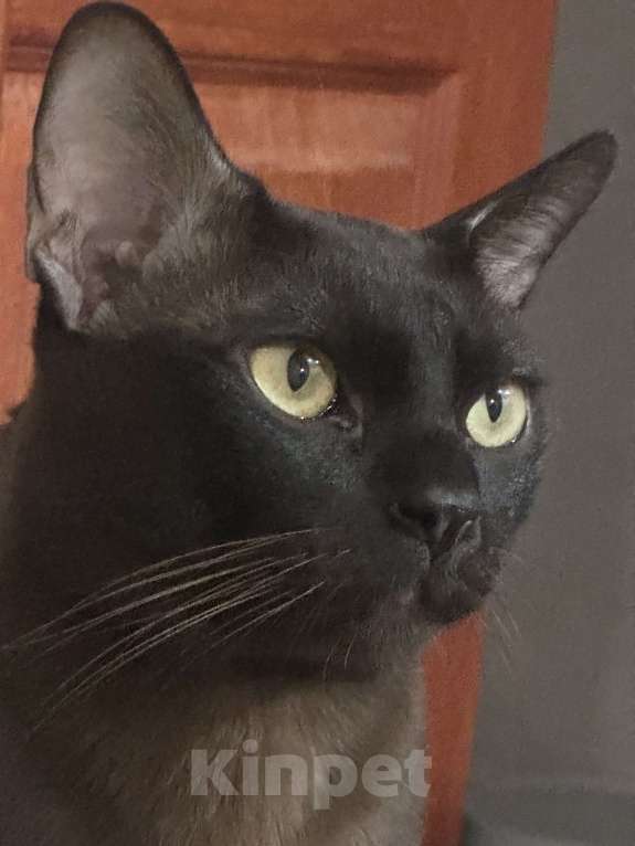 Кошки в Энгельс: Вязка бурманский кот  Мальчик, 15 000 руб. - фото 3