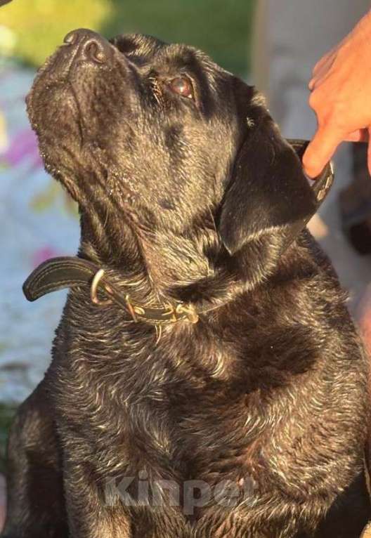 Собаки в других городах Московской области: Лабрадор ретривер Мальчик, 55 000 руб. - фото 4