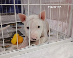 Собаки в Санкт-Петербурге: Белые быляшки Девочка, 80 000 руб. - фото 5