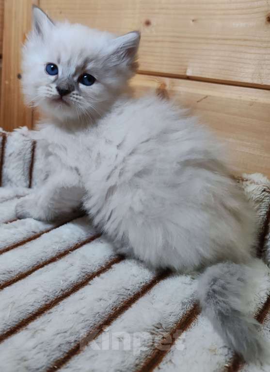 Кошки в других городах Московской области: Малышка Кокетка  Девочка, 100 000 руб. - фото 1