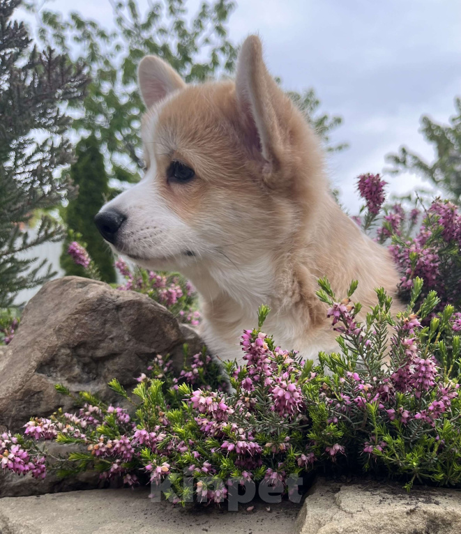 Собаки в Краснодаре: Щенки вельш корги пемброк Девочка, 100 000 руб. - фото 5