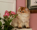 Кошки в Москве: Длинношерстный британский котёнок  Мальчик, 50 000 руб. - фото 2