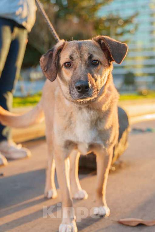 Кошки в Москве: Очень покладистый и спокойный мальчик с доброй душой ищет дом Девочка, Бесплатно - фото 9