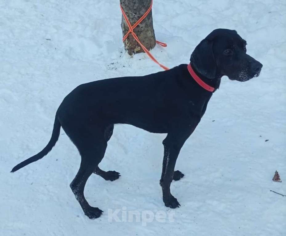 Собаки в Москве: Пойнтер Адель в дар Девочка, Бесплатно - фото 7