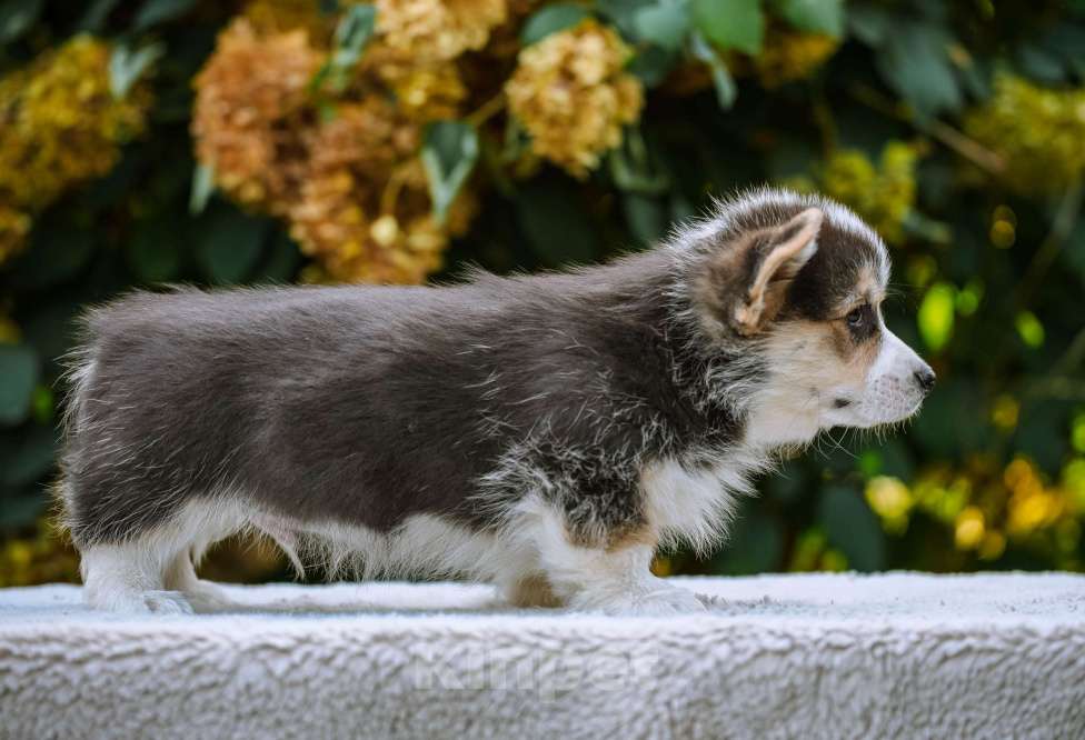 Собаки в Новосибирске: Вельш Корги Пемброк Джек Воробей Мальчик, 65 000 руб. - фото 7