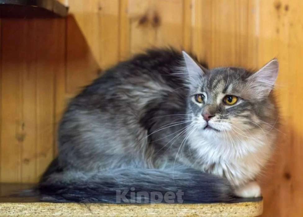 Кошки в Москве: Кошечка Сьюзи ищет любящую семью. Девочка, Бесплатно - фото 4