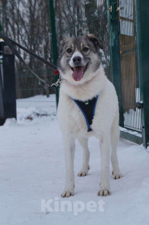 Собаки в Москве: Добрая собака Варя ищет дом Девочка, Бесплатно - фото 3