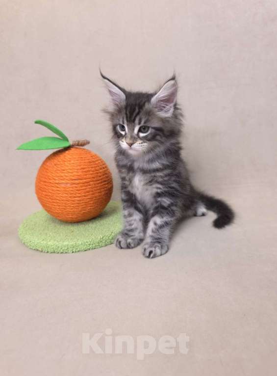 Кошки в Москве: Мальчик помет С Мальчик, 65 000 руб. - фото 6