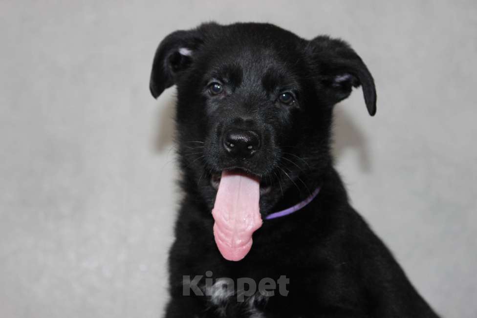 Собаки в Красноярске: Щенок ВЕО Норд Стар Мальчик, Бесплатно - фото 5